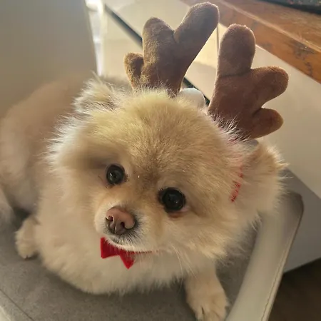 Tiny House Independante Confort Full Equipement Adult Only-seulement 아파트 *