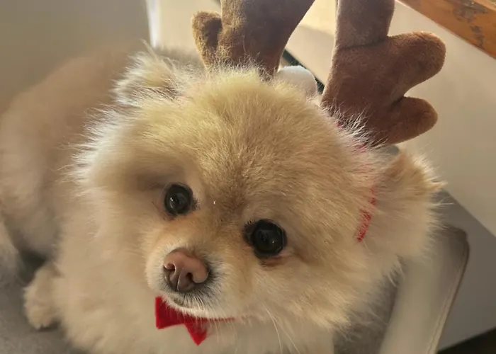 Tiny House Indépendante Confort Full équipement Adult Only-seulement Appartement *